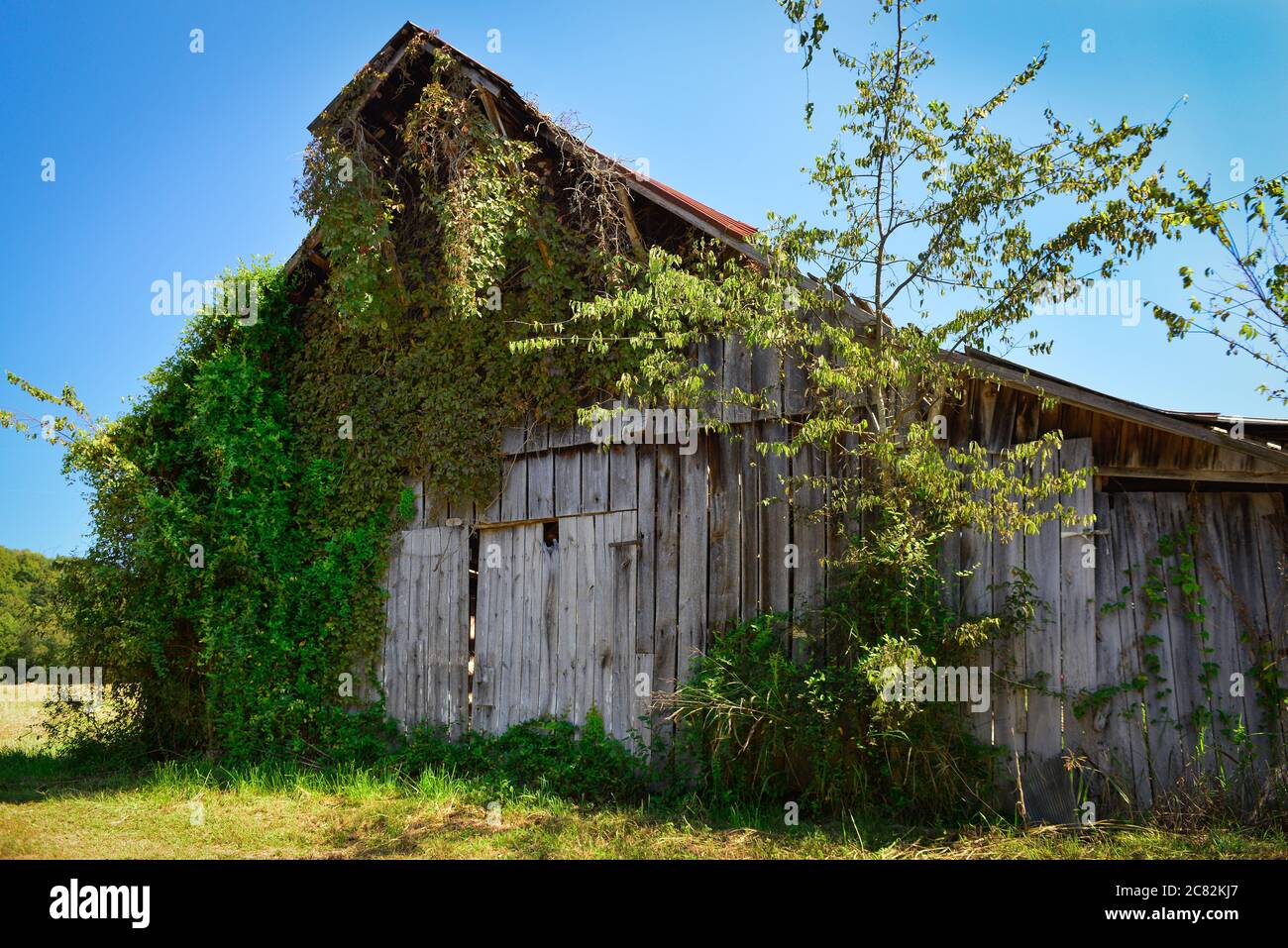 Kudzu vines climbing to overtake an old abandoned wooden barn with tin roof on a vanishing small farm life in Middle Tennessee, USA Stock Photo