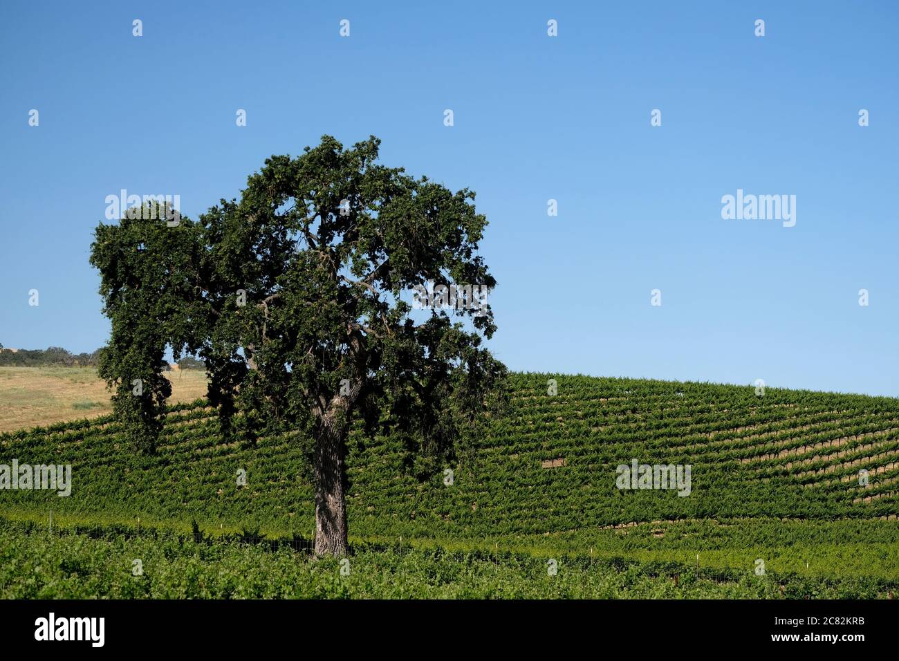 Classic large oak tree standing in a Paso Robles vineyard in rural San Luis Obispo County, California Stock Photo