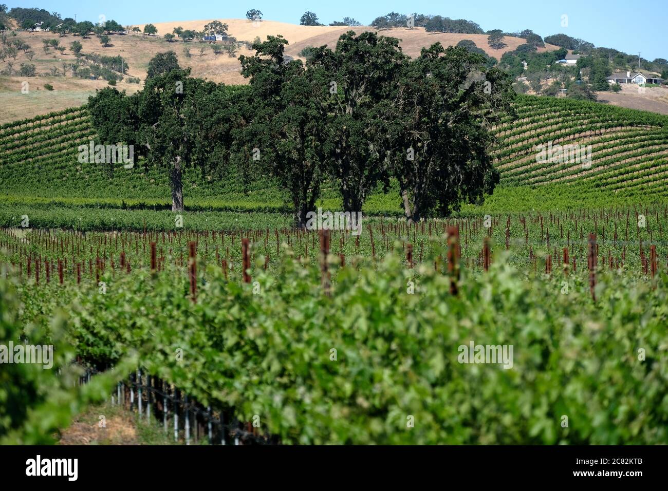 Oak trees in the vineyards and rolling hills of Paso Robles Wine Country Stock Photo