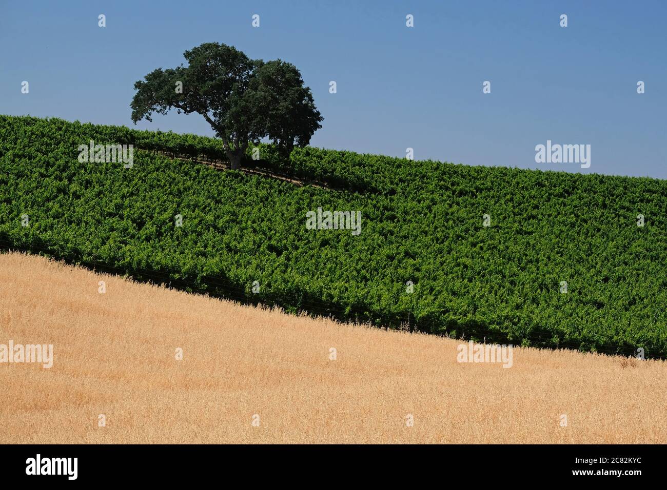 two tones of green vines and brown grass with a single oak tree in a Paso Robles vineyard Stock Photo