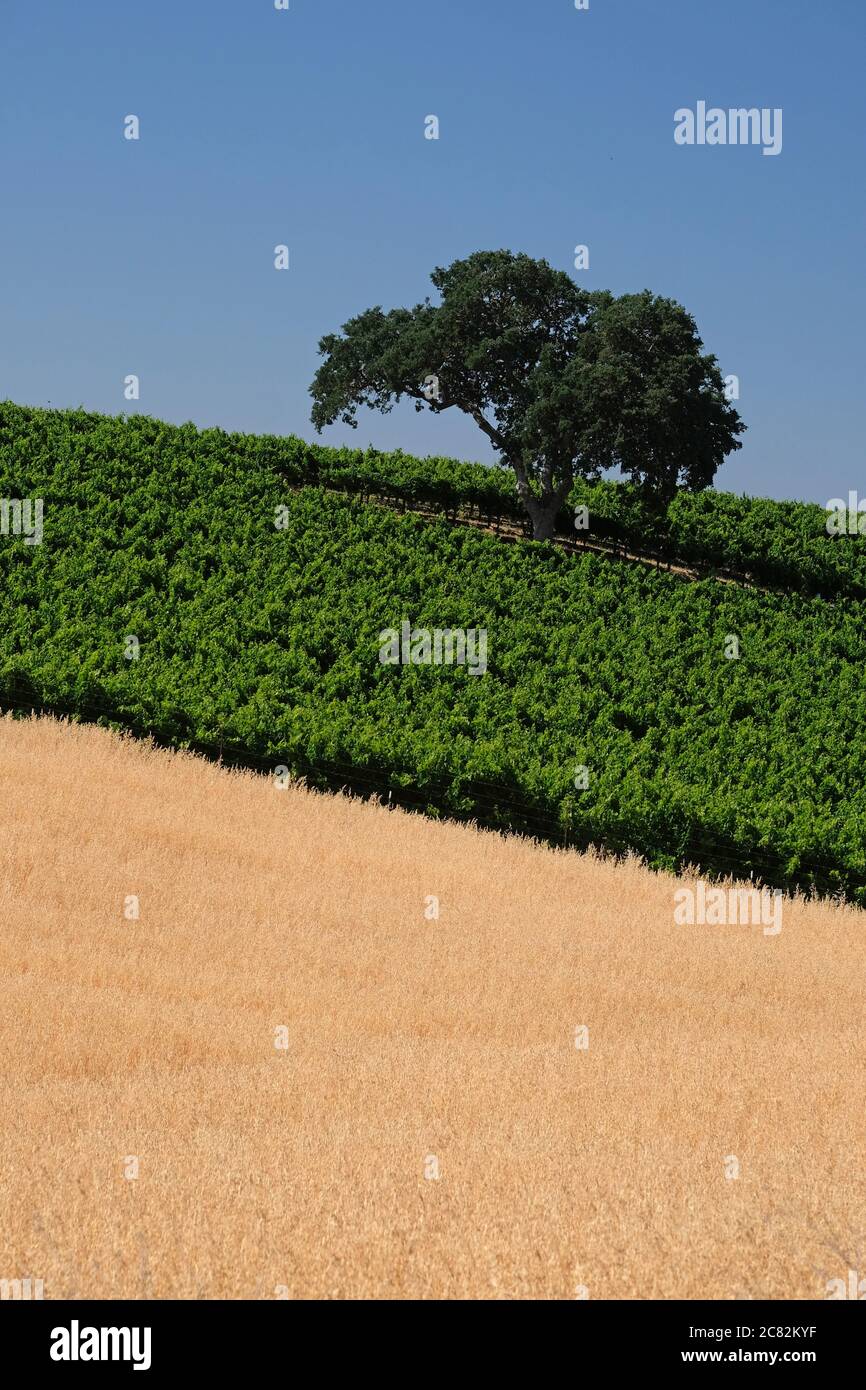 two tones of green vines and brown grass with a single oak tree in a Paso Robles vineyard Stock Photo