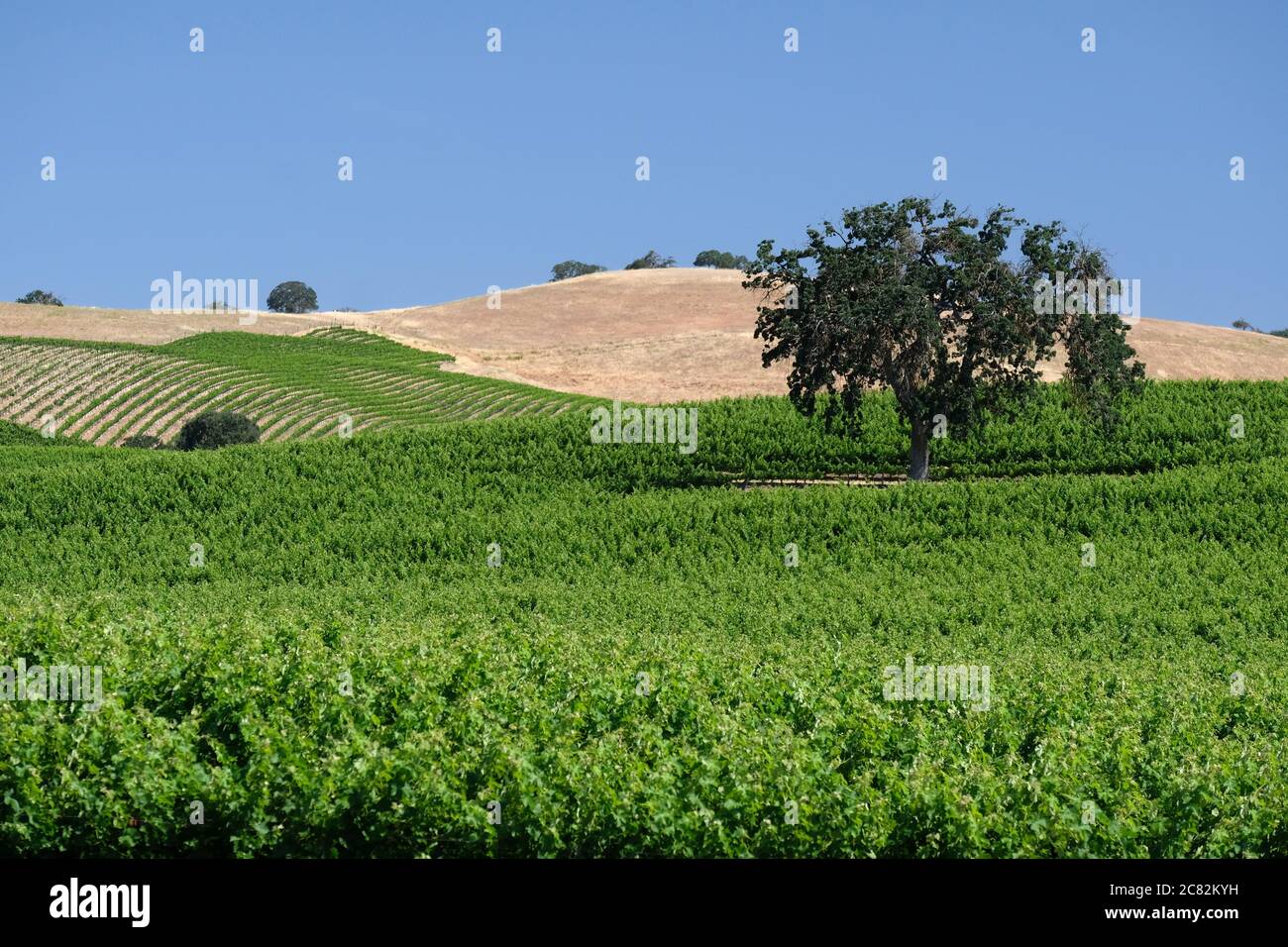 Classic large oak tree standing in a Paso Robles vineyard in rural San Luis Obispo County, California Stock Photo
