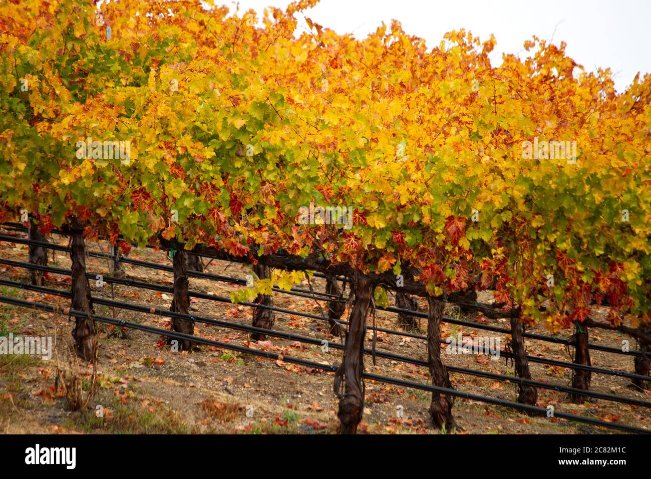 Details of rows of wine grapes in beautiful fall colors near Paso