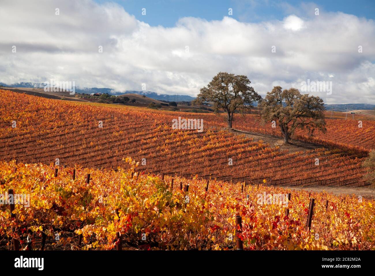 Beautiful fall colors in the vineyards among the oaks in Paso Robles