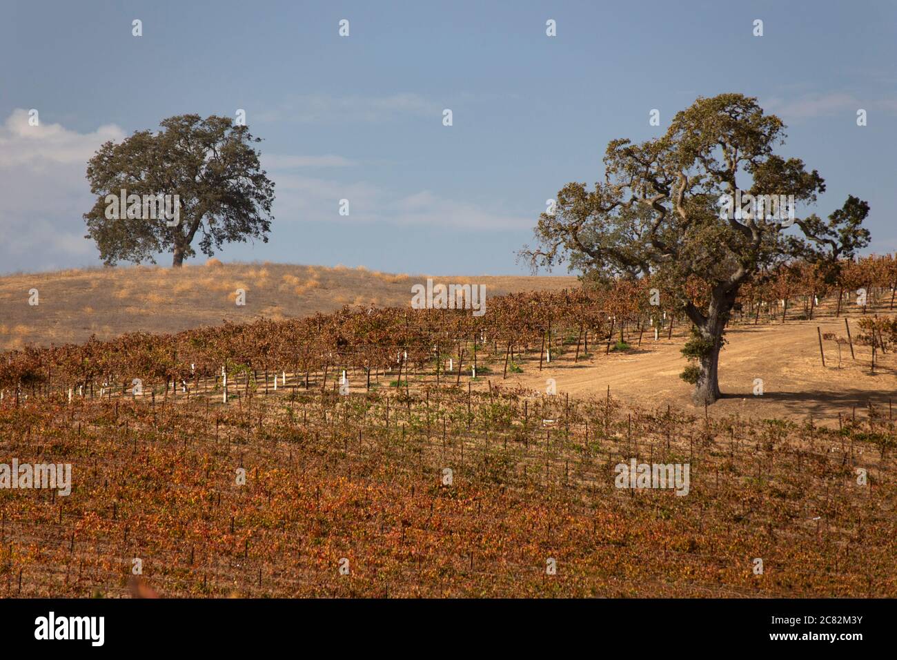 Oak trees stand in a vineyard in the late fall under a blue sky in Paso