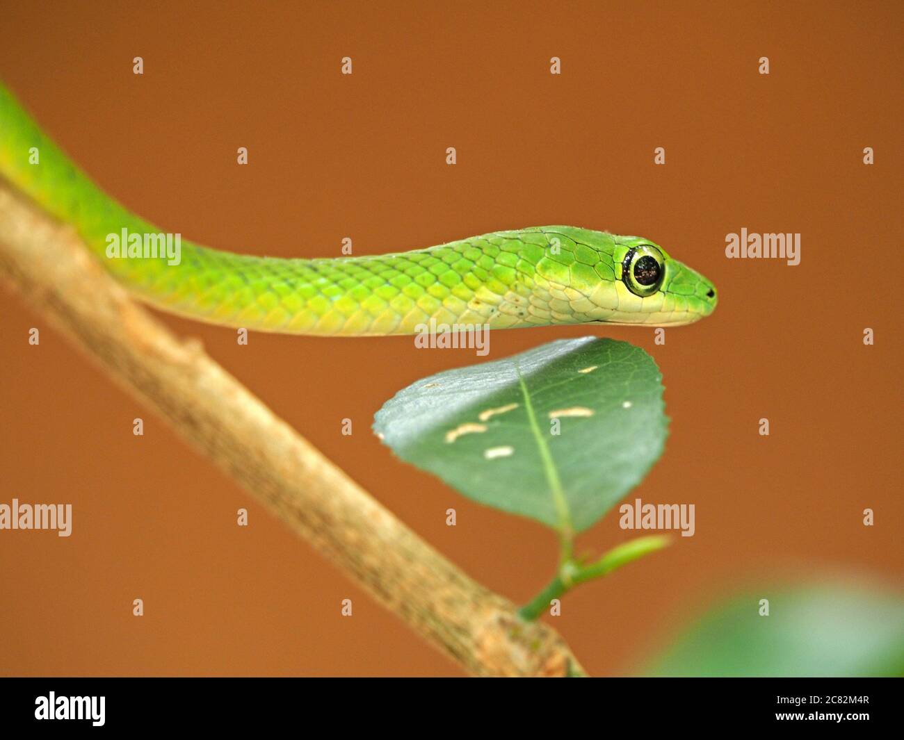 sinuous African Green Water Snake (Philothamnus hoplogaster) with bright ringed eye sliding through branches of tree in Galana province, Kenya, Africa Stock Photo