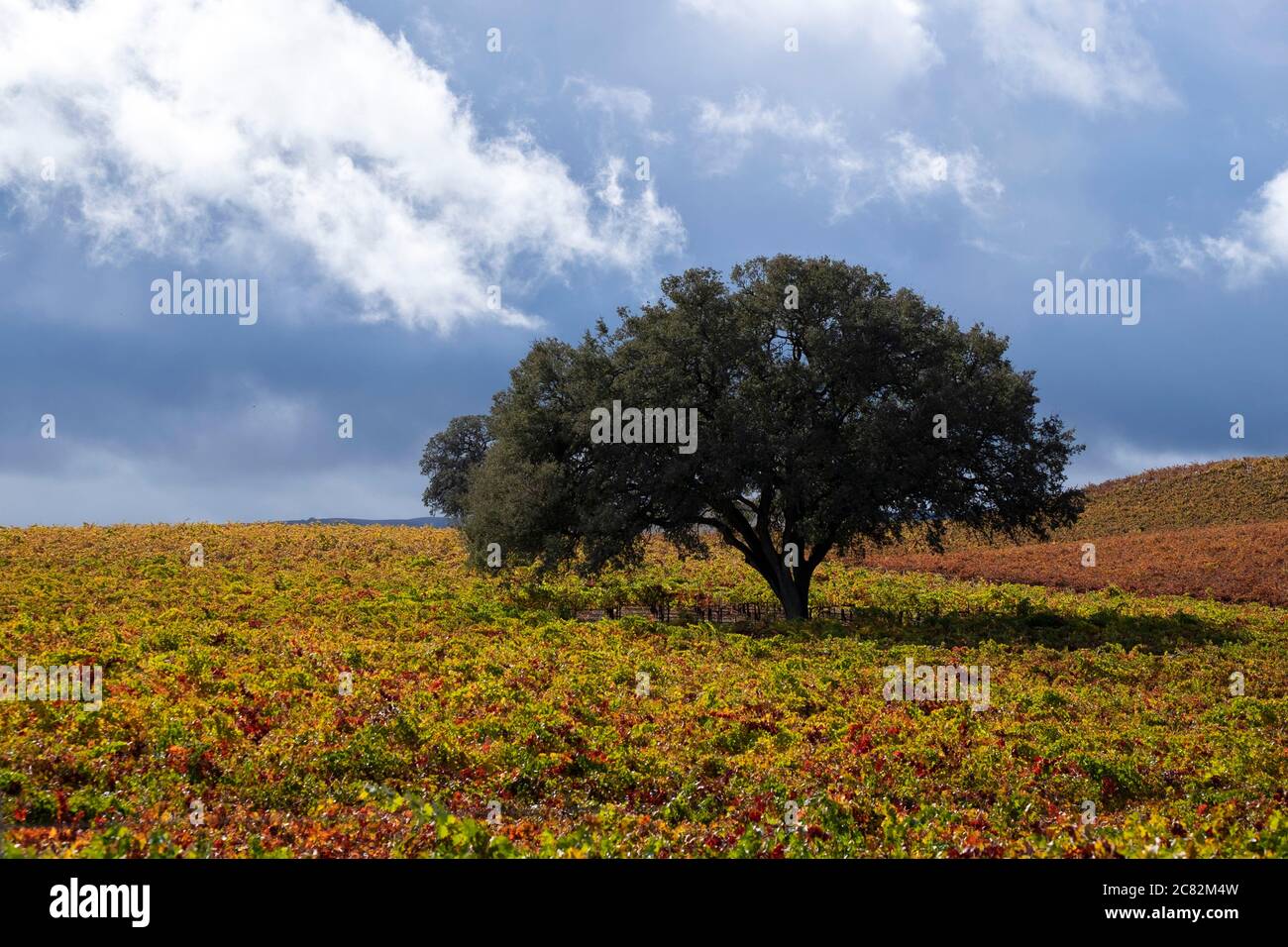 California Oak tree in a vineyard on a stormy fall dayl, near Paso Robles Stock Photo