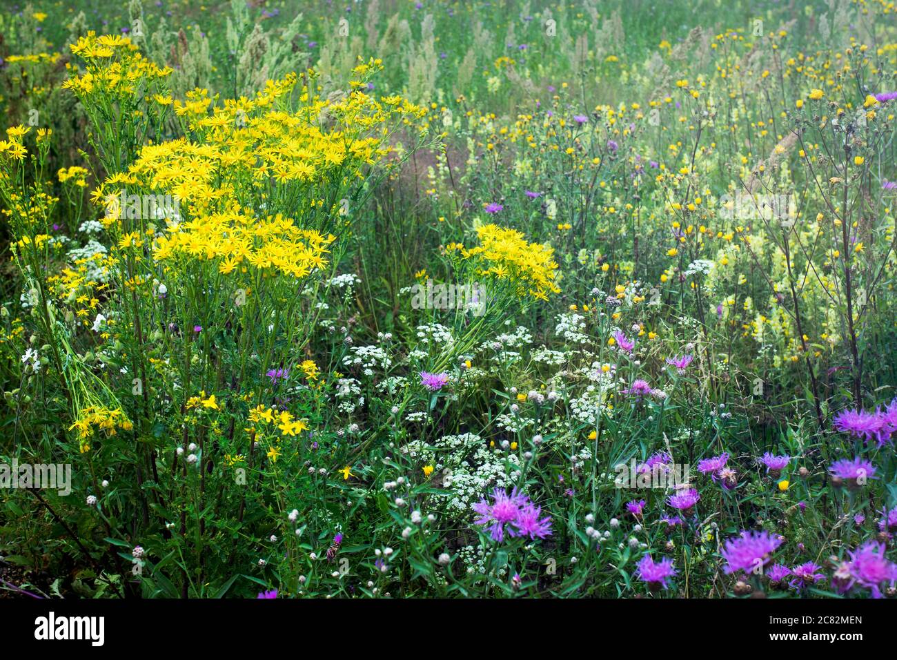 Flowering meadow in Russia. Infinite field. Different herbs and flowers in the field. Stock Photo