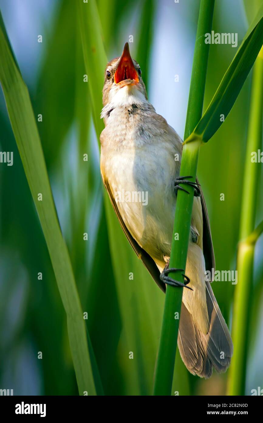 Singing bird. Nature habitat background. Bird: Great Reed Warbler. Acrocephalus arundinaceus. Stock Photo