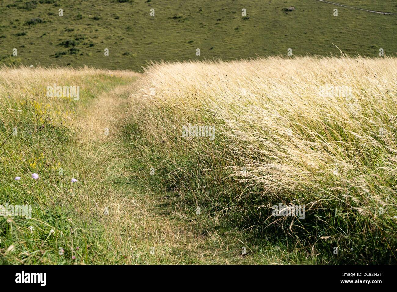 Long uncut grass hi-res stock photography and images - Alamy