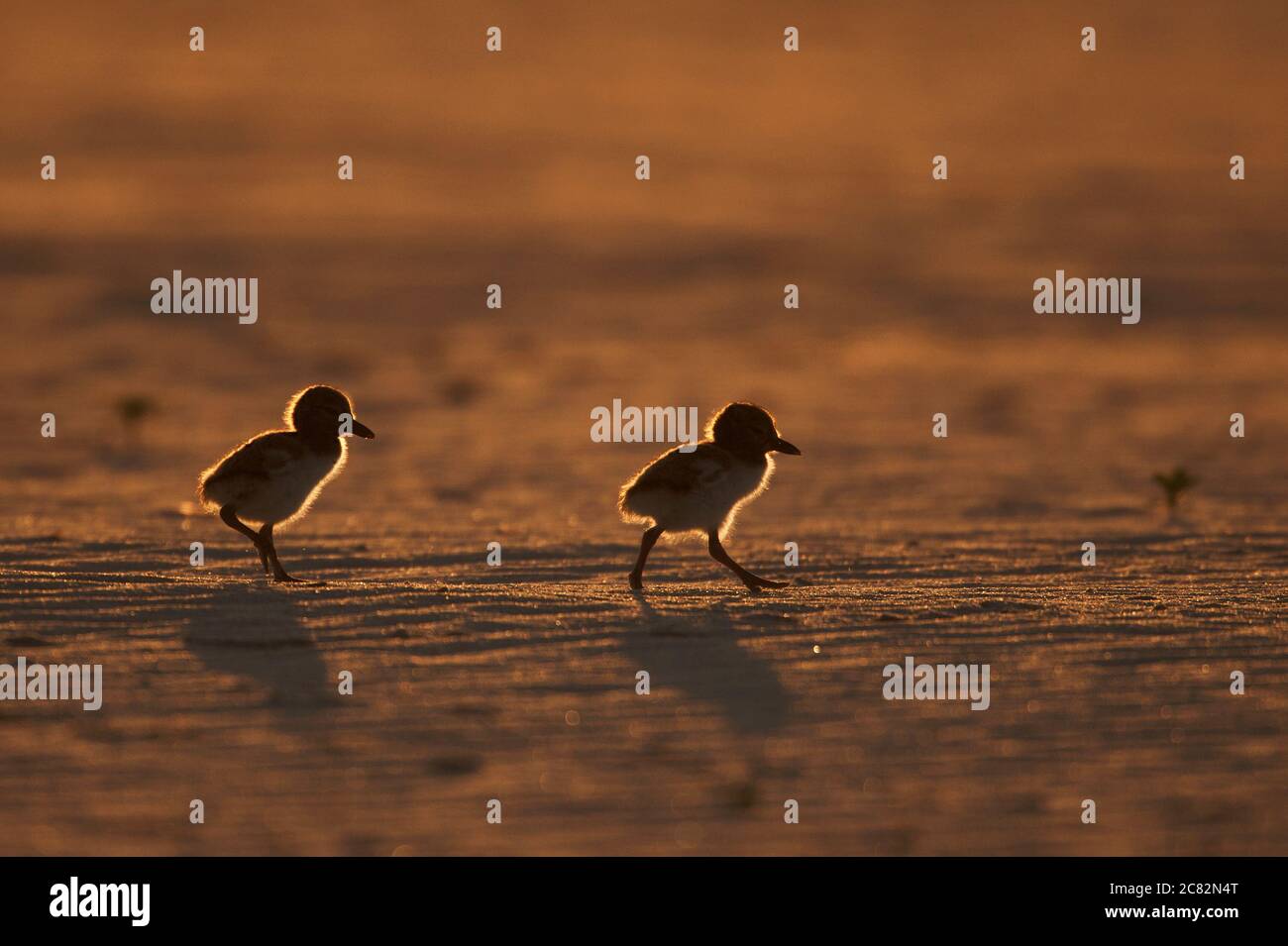 Tiny American oystercatcher chicks in back-lit light Stock Photo