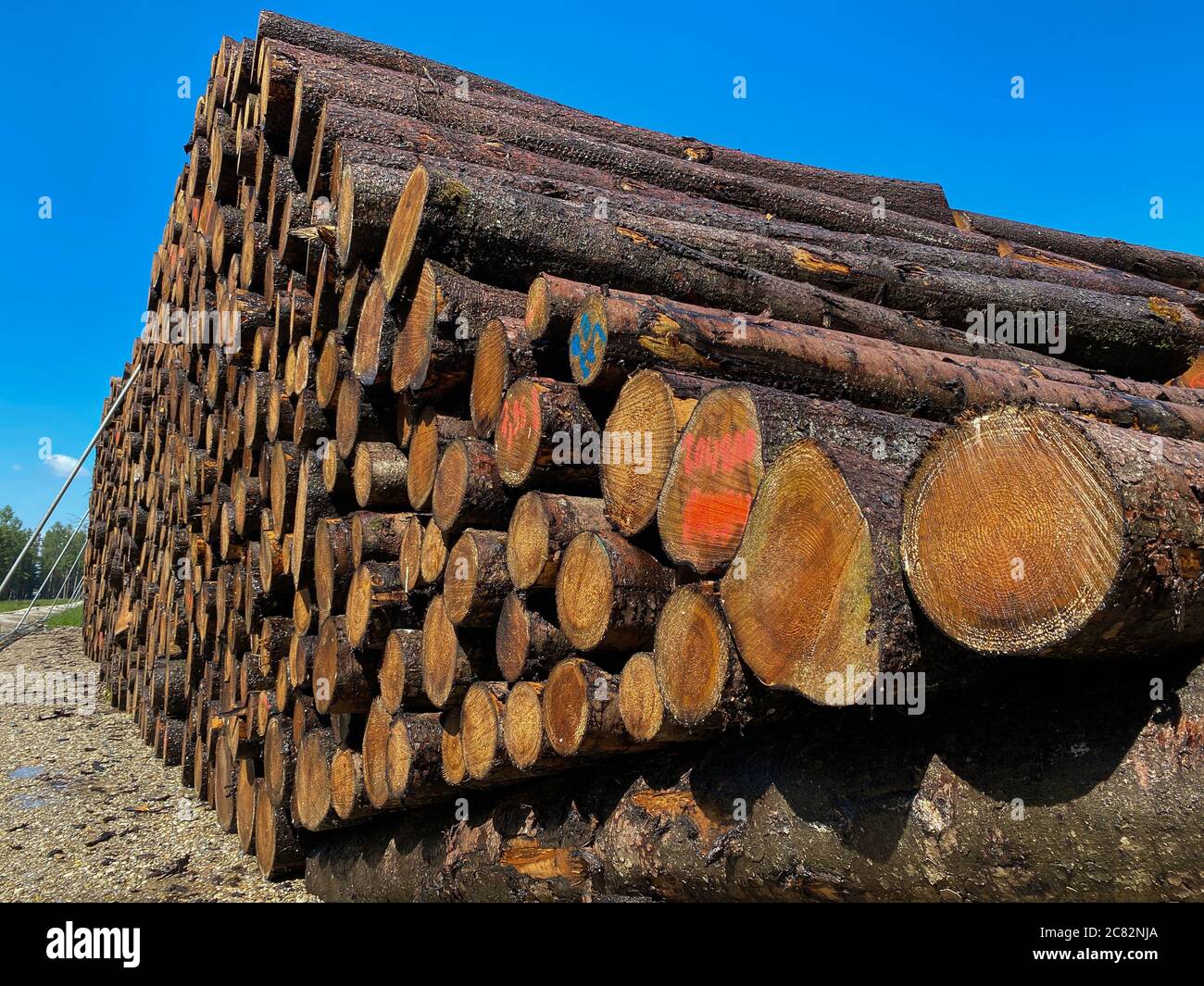 Close up of tree logs Stock Photo