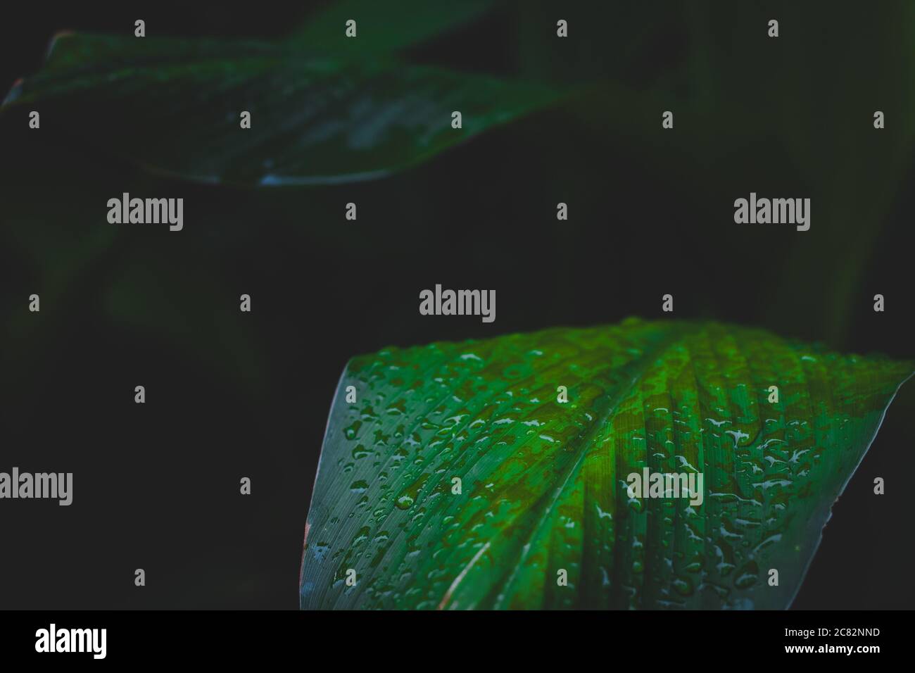 Water drops on green leaf Stock Photo