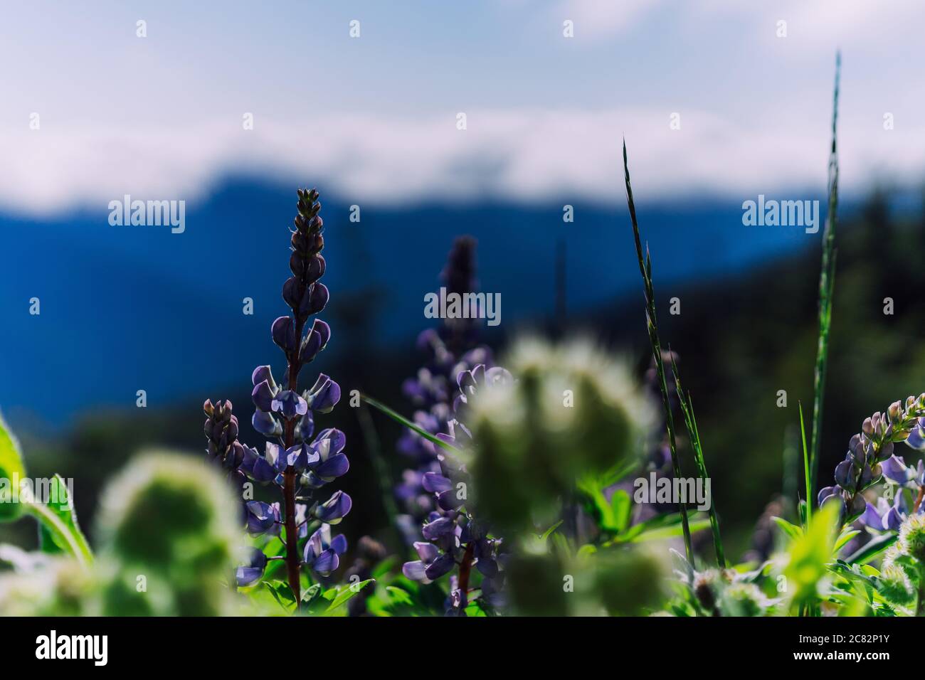 Olympic national park flowers