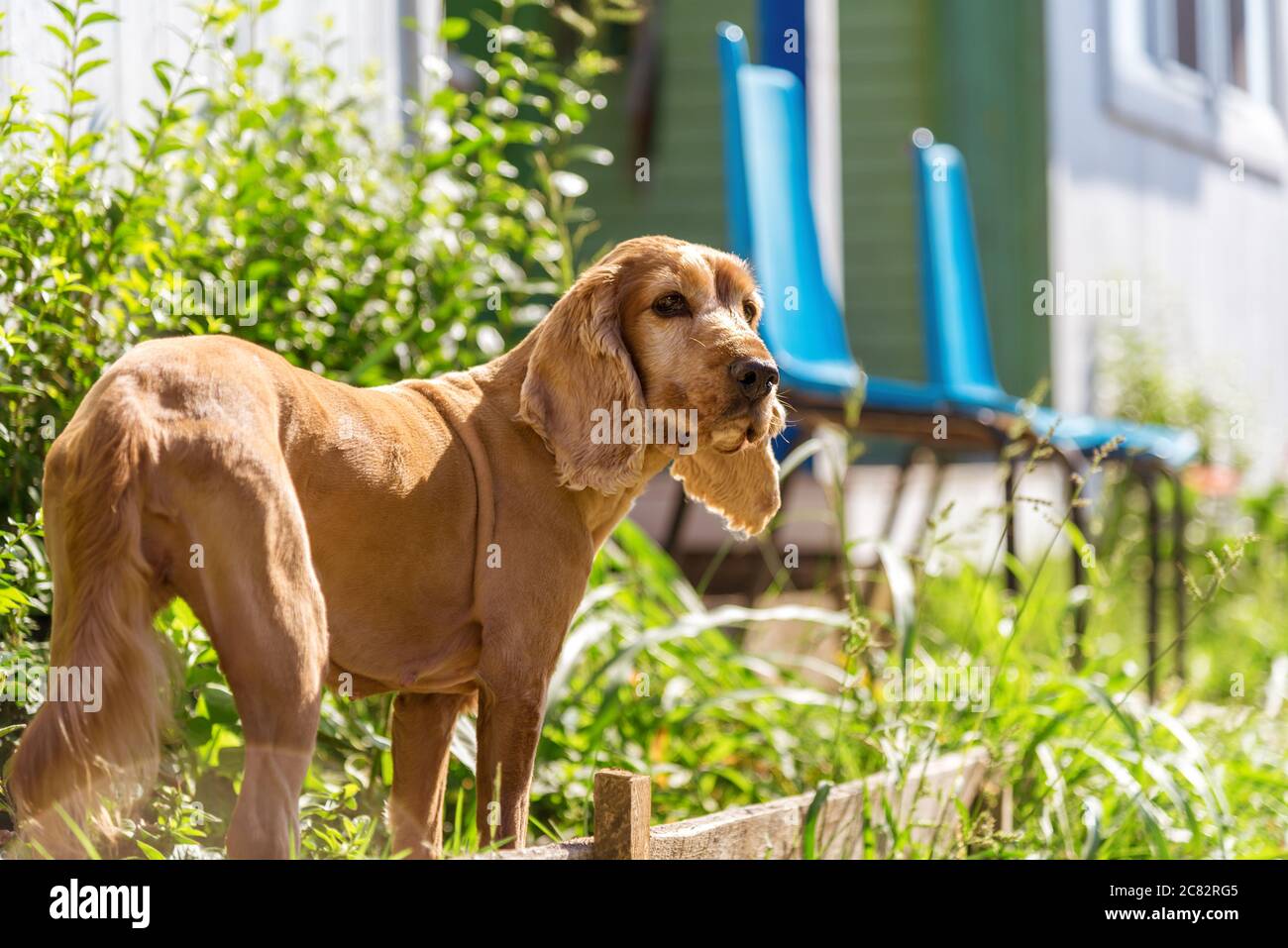 Cute american Cocker Spaniel puppy Stock Photo