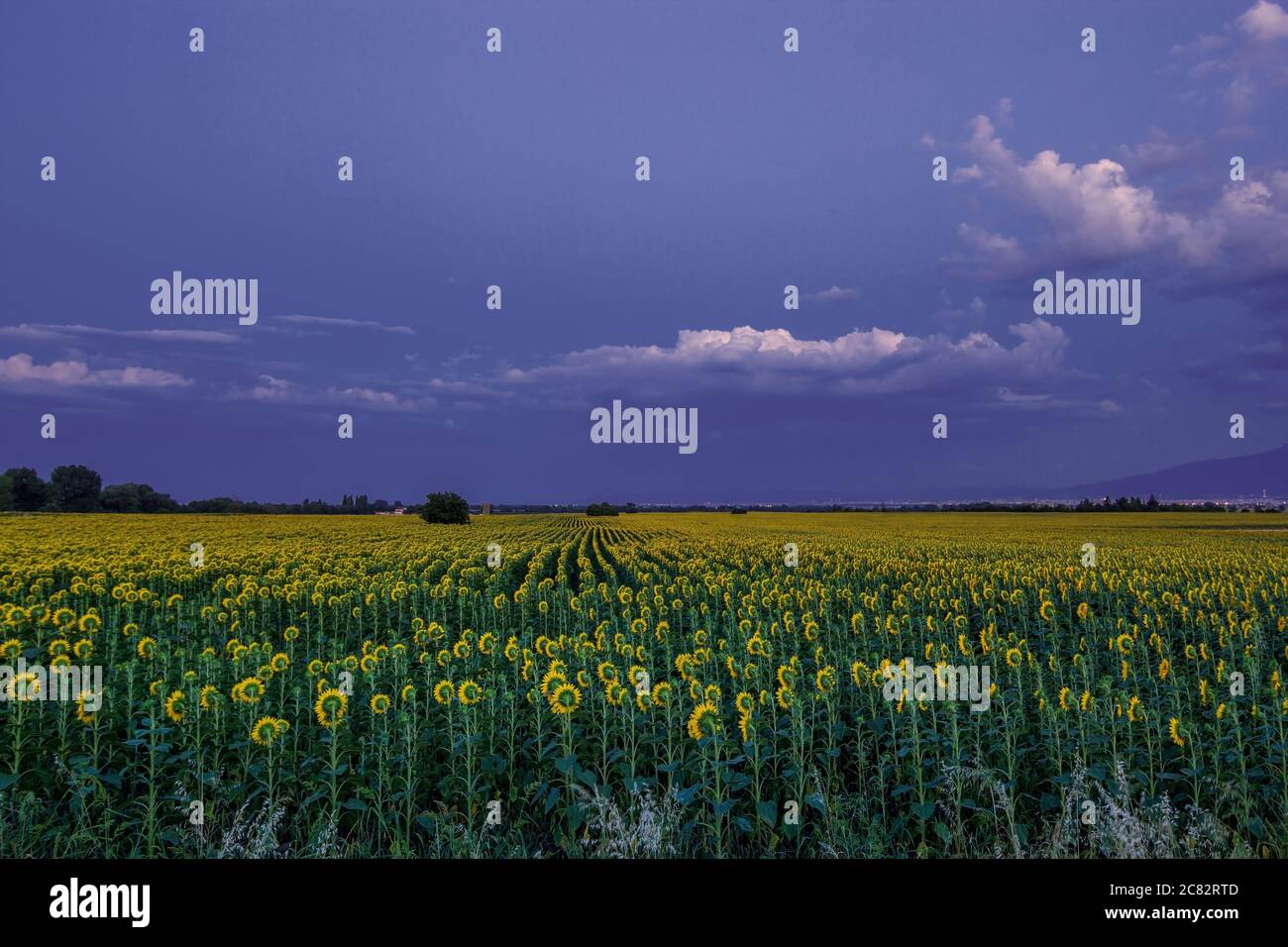 Sunflower field at sunset and dramatic sky Stock Photo - Alamy