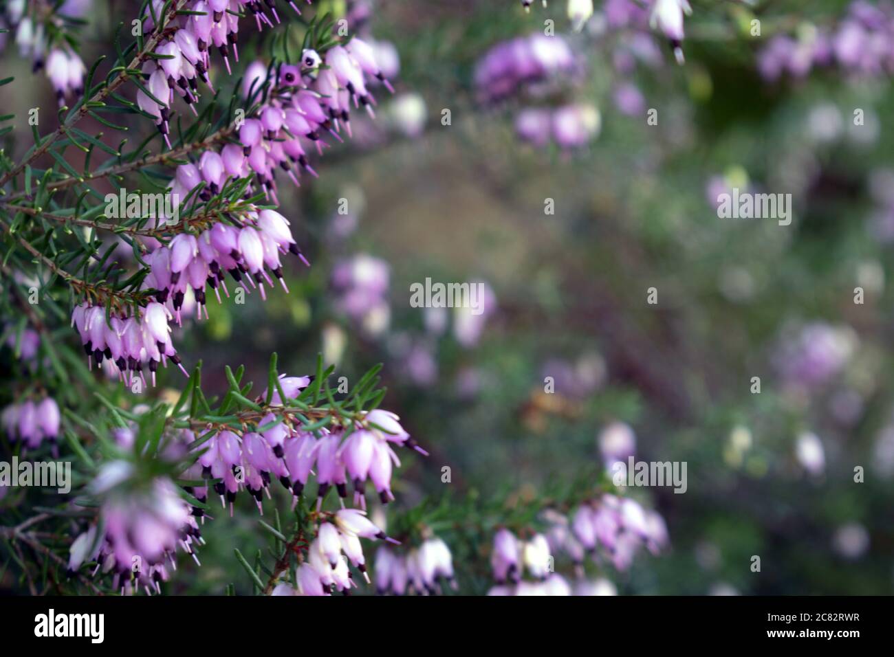 Soft focus of pink winter heath flowers on a bush against a blurry background Stock Photo
