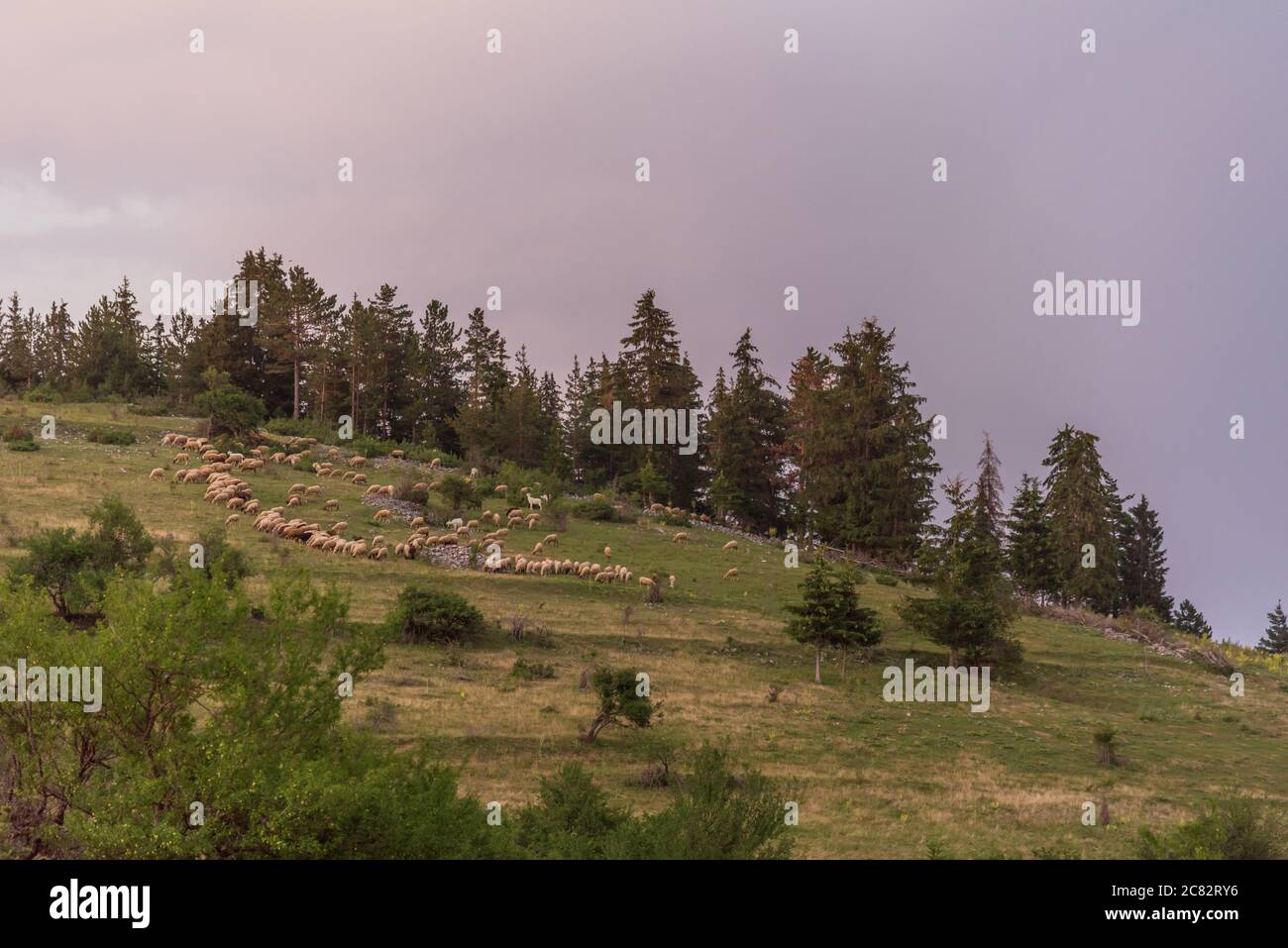 Flock of sheep with a shepherd in mountains Stock Photo - Alamy