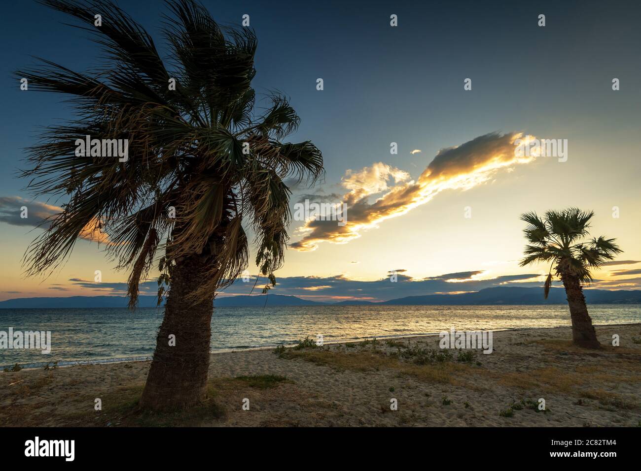 Palm tree on the tropical beach Stock Photo