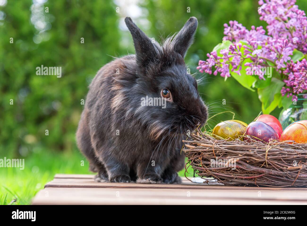 easter rabbit and easter eggs in spring day Stock Photo - Alamy