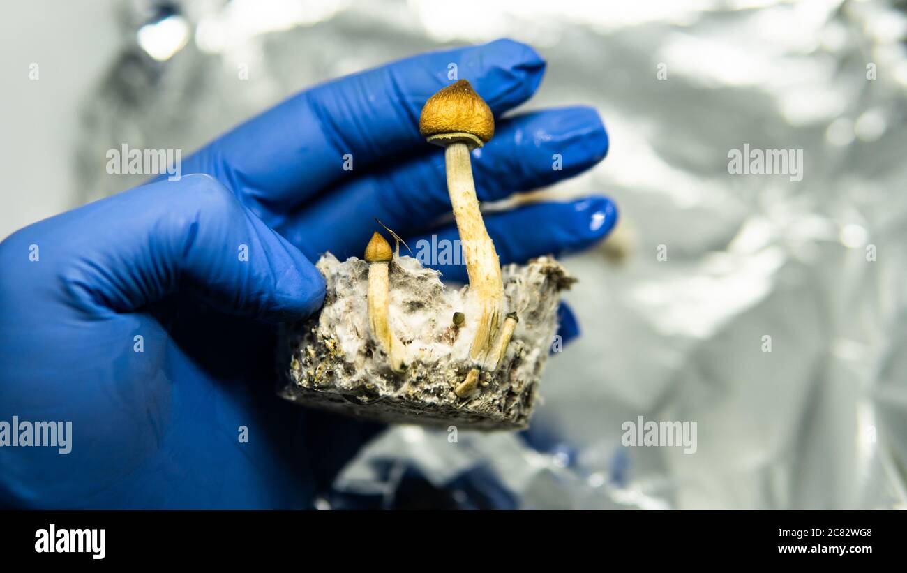 effect of magic mushrooms on the human brain and mental health Stock