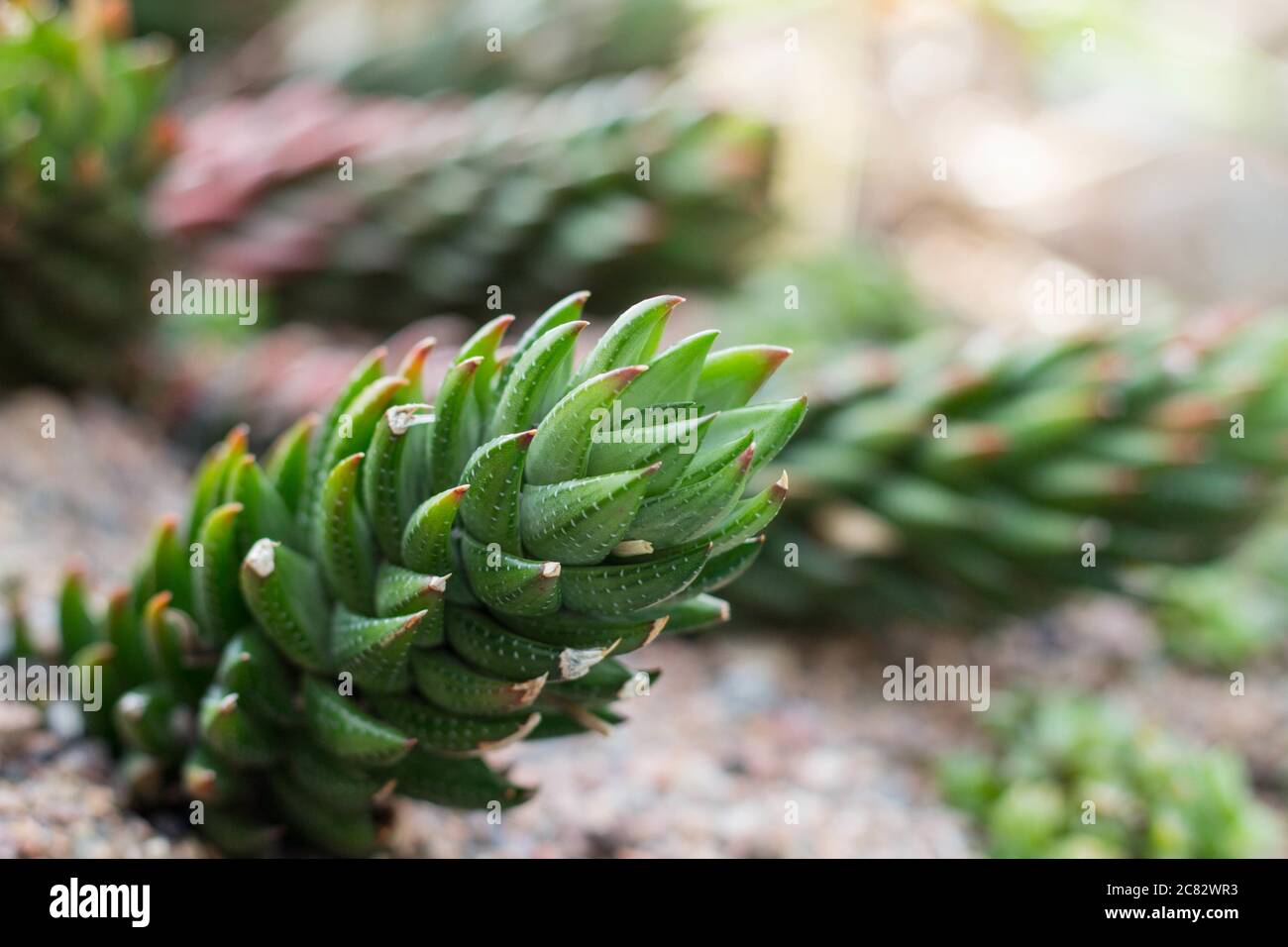 Soft focus of Astroloba succulent plant with a blurry background Stock Photo