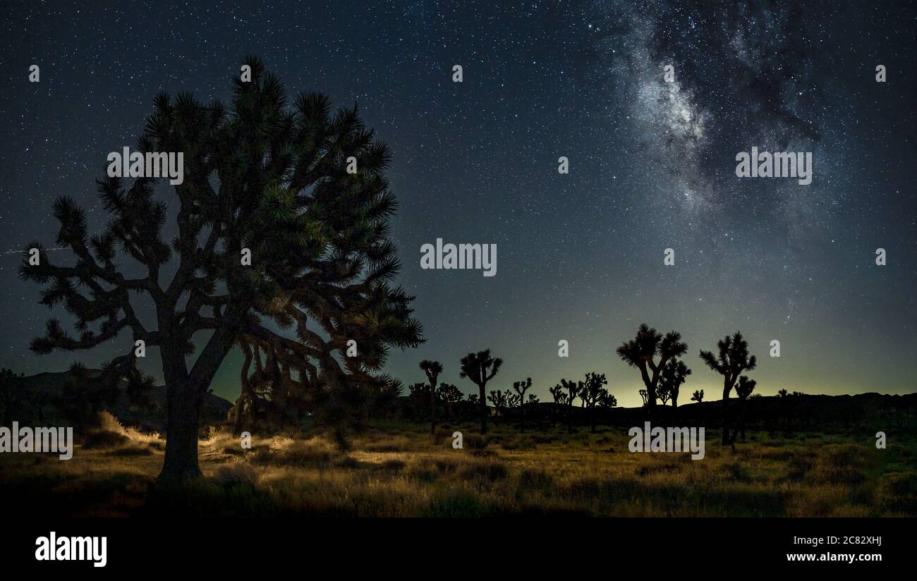 Joshua tree park under a starry night Stock Photo