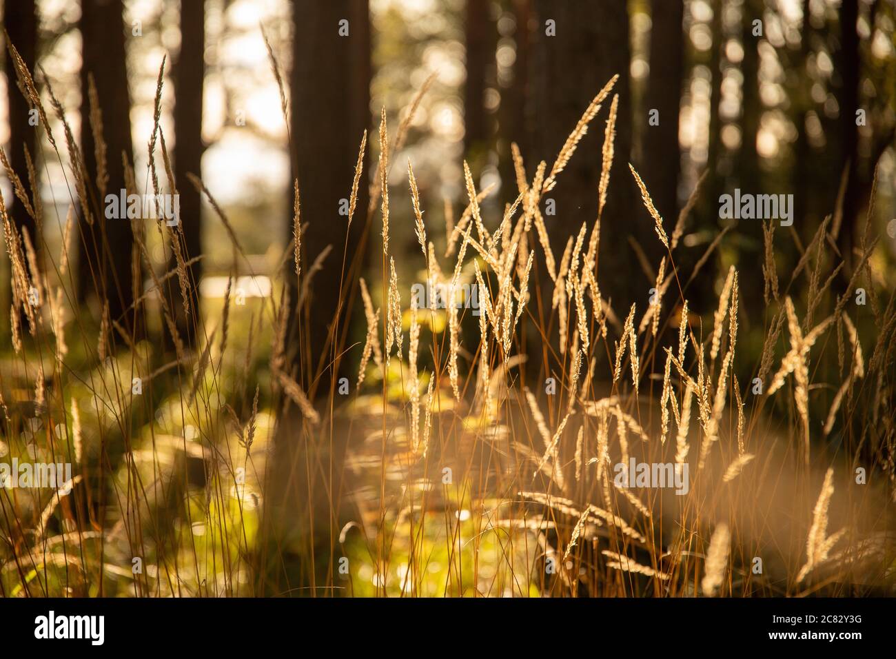 Soft focus of reeds in the woods with a soft sunshine through the trees ...
