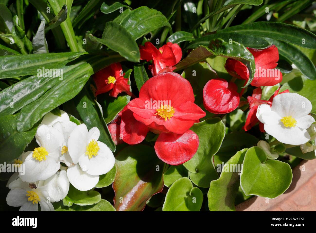 Begonia flowers, red and white Stock Photo