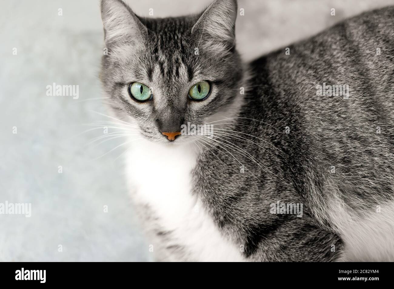A Tabby Cat With green Eyes Looking Up Stock Photo - Alamy