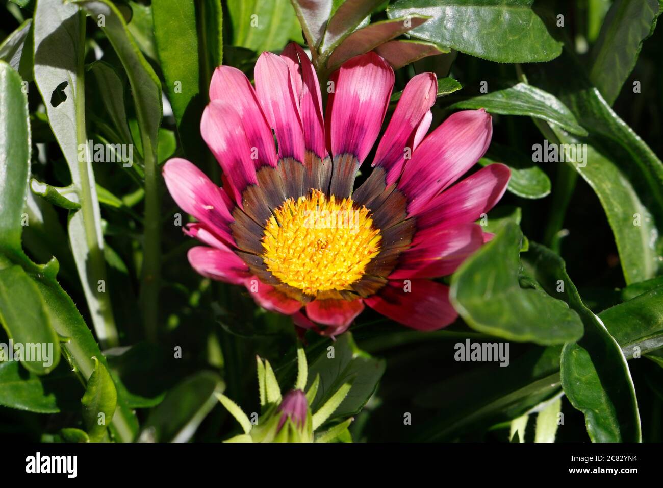 Purple Gazania Flowers In Bloom Stock Photo Alamy