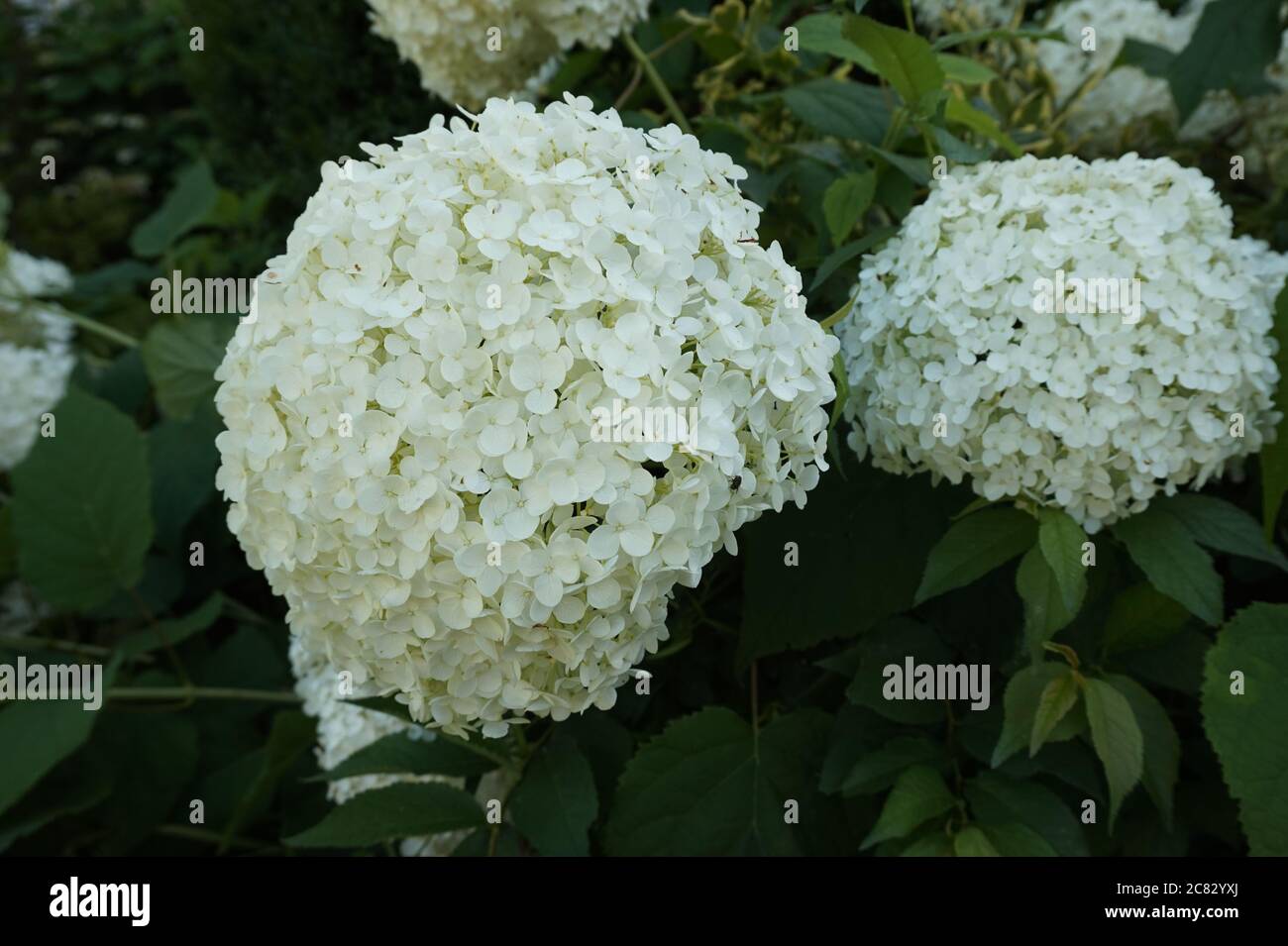 Snowball Bush in bloom (Viburnum Stock Photo Alamy