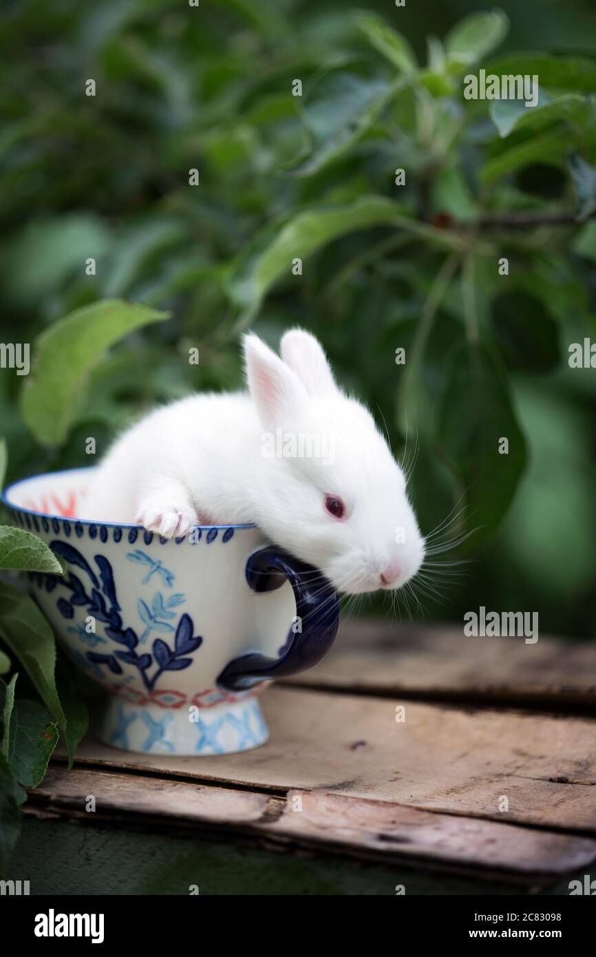 little beautiful white rabbit at the cup in the garden Stock Photo - Alamy