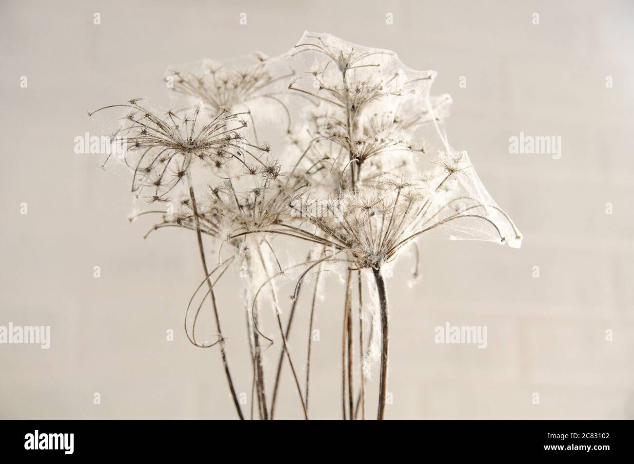 dry flowers braided with cobwebs on a brick wall background Stock Photo