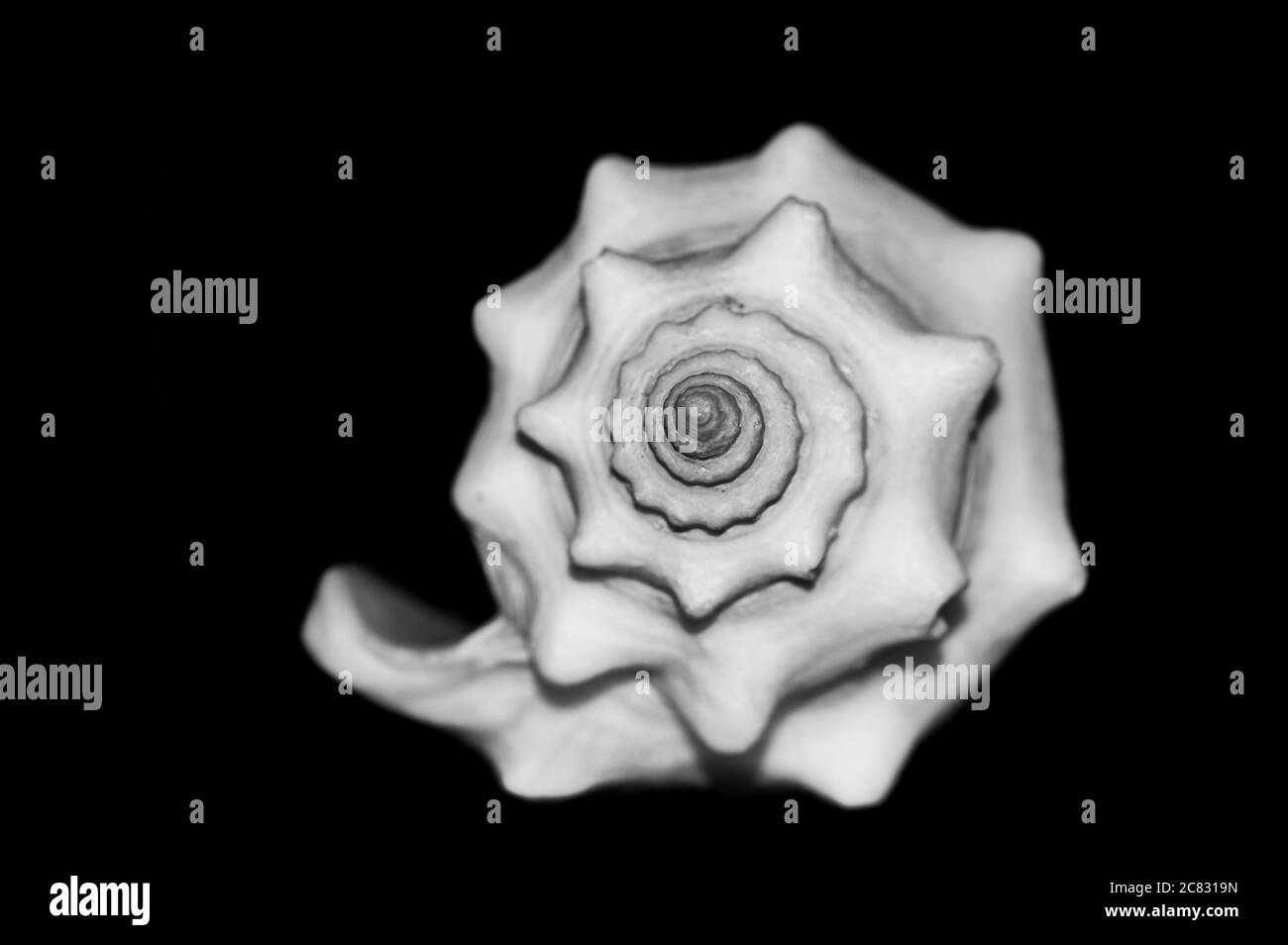Starfish closeup Black and White Stock Photos & Images - Alamy