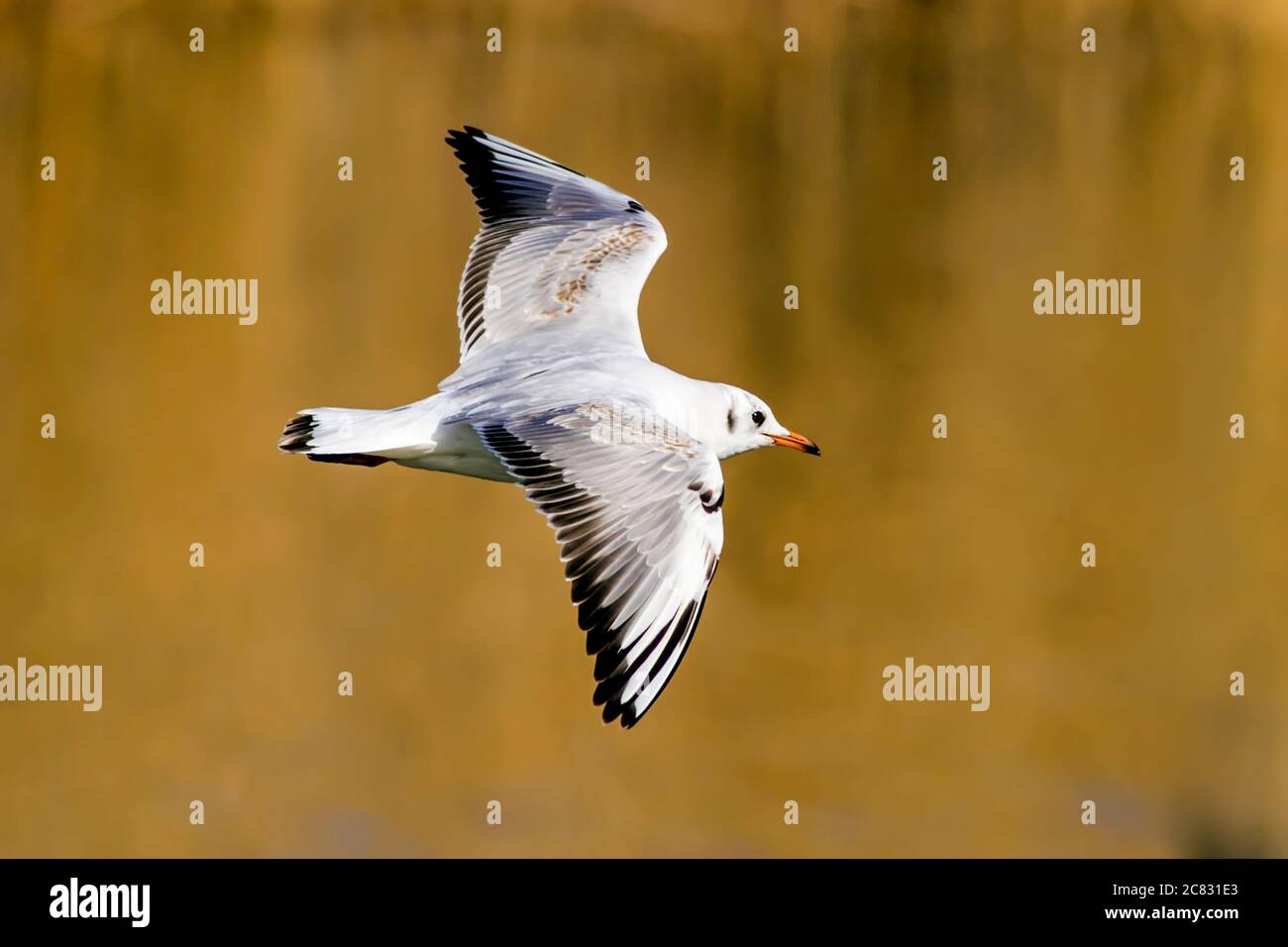 Nature and bird. Common birds. Natural background Stock Photo - Alamy