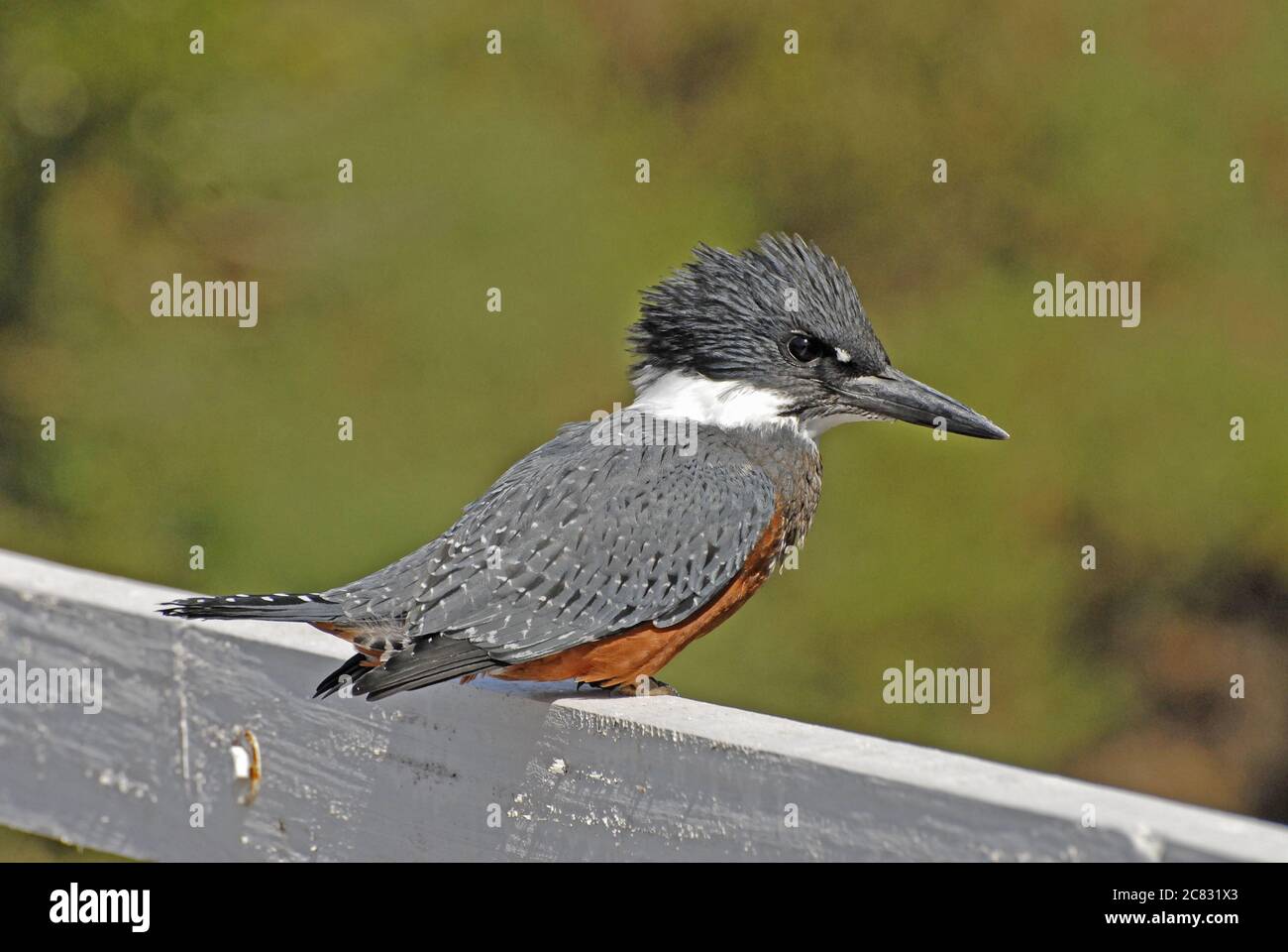Selective focus shot of a cute belted kingfisher bird on a white wooden fence Stock Photo