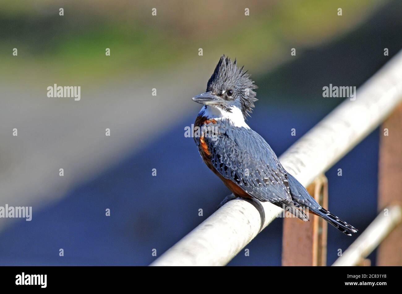 Selective focus shot of a cute belted kingfisher bird on a white railing Stock Photo