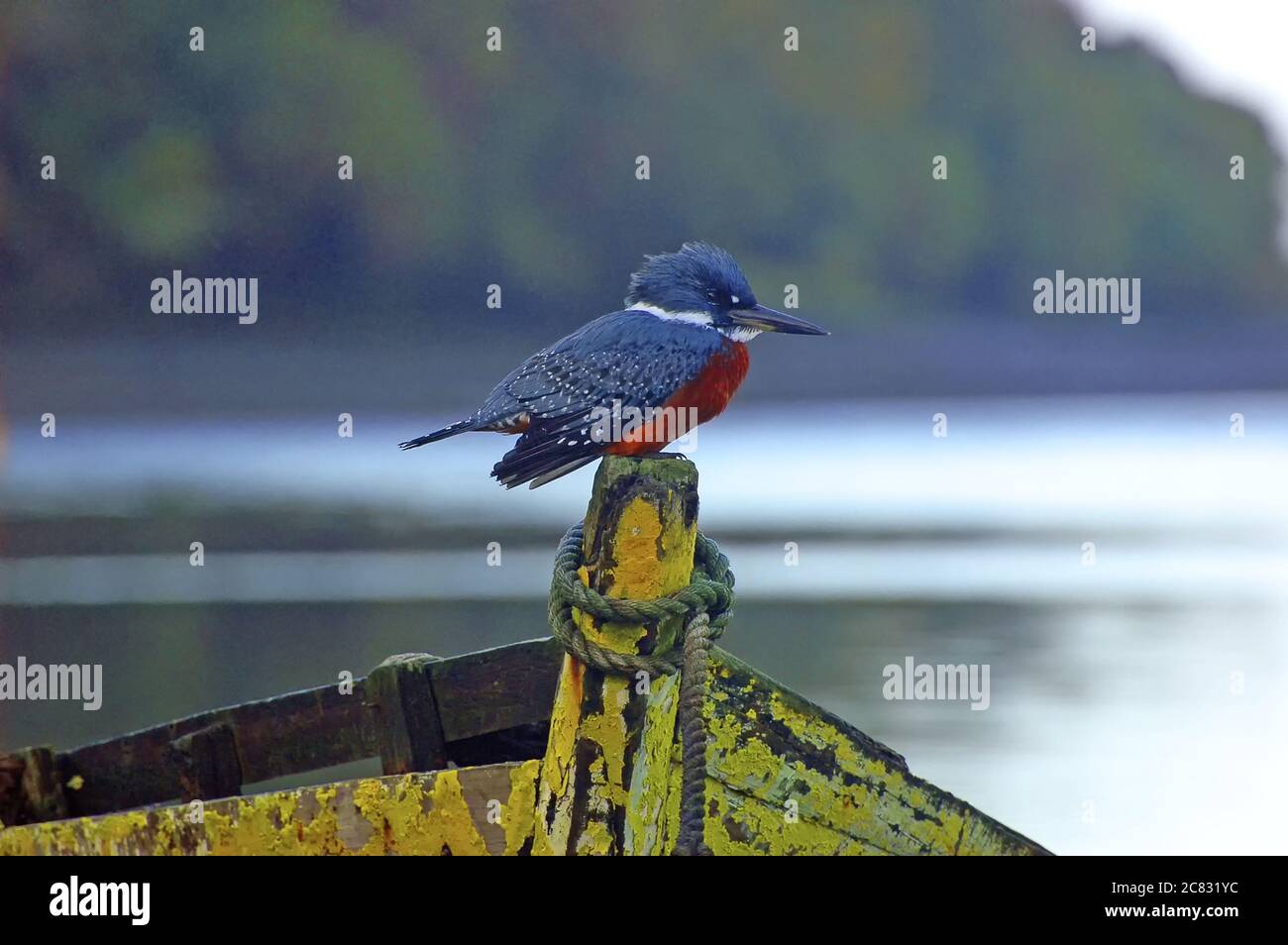 Selective focus shot of a cute belted kingfisher bird on a painted wooden fence Stock Photo