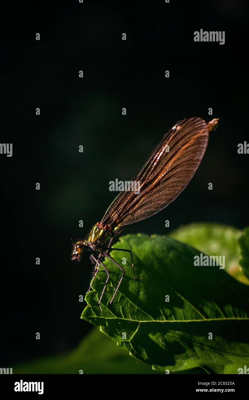 Macro shot of a damselfly sitting on a green leaf against a black ...