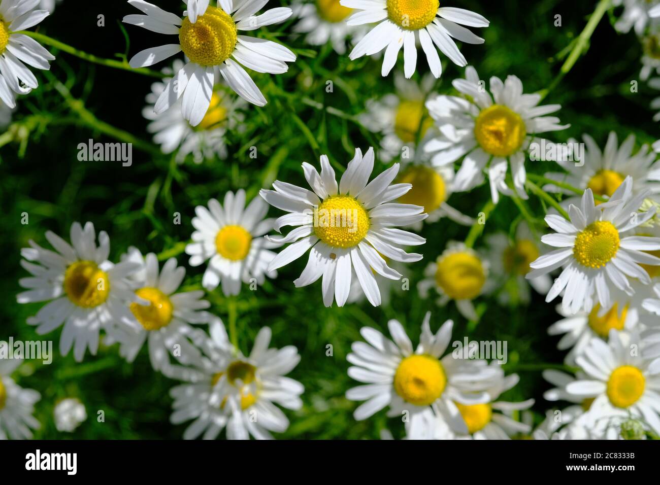 B Perennis High Resolution Stock Photography And Images Alamy