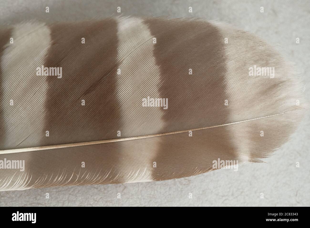 Detail of a barred owl (Strix varia) feather, found on a walk by the Ottawa River, Ontario, Canada. Stock Photo