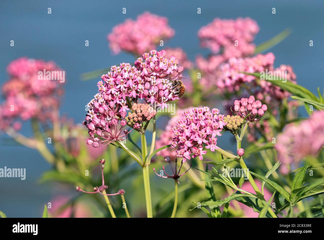 A Swamp Milkweed plant with multiple flower clusters found by a lake shore with a pollinating Honey Bee. Stock Photo