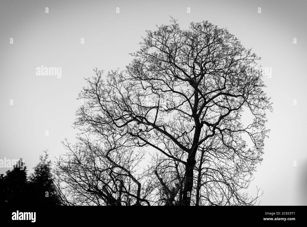 Grayscale shot of a tree Stock Photo