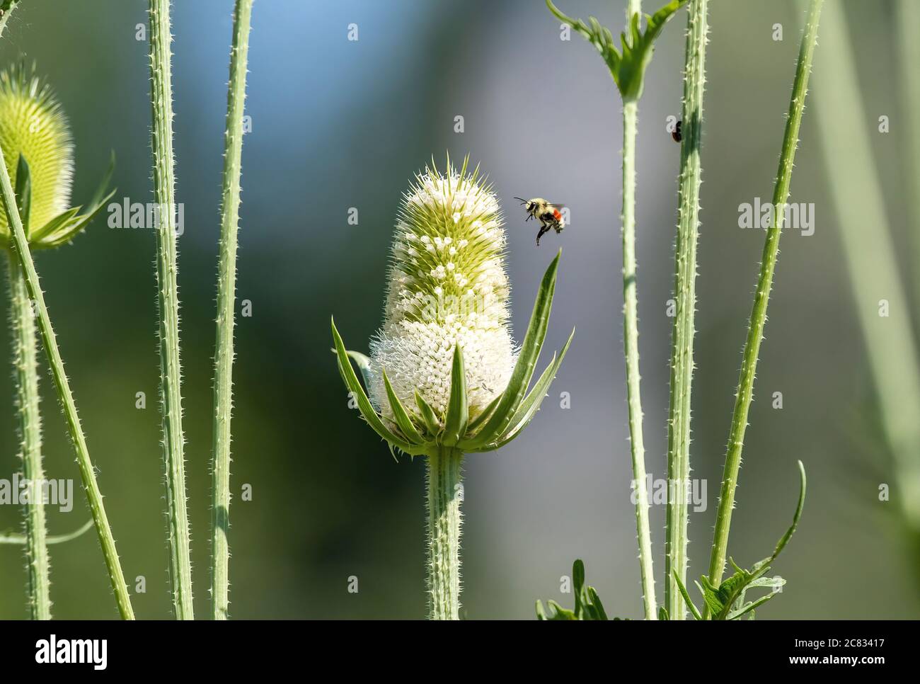 A Tricolored or Orange-Belted Bumblebee hovers around a flower stalk of a giant White Teasel plant. Stock Photo