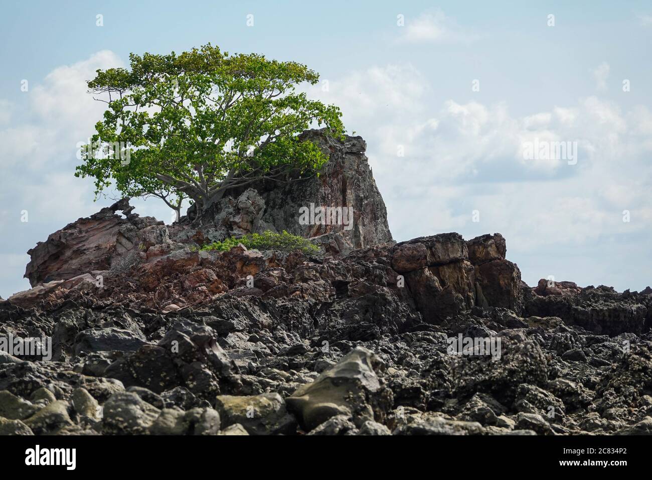 Lonely tree growing on the rock in Phi Phi Islands, Thailand Stock ...