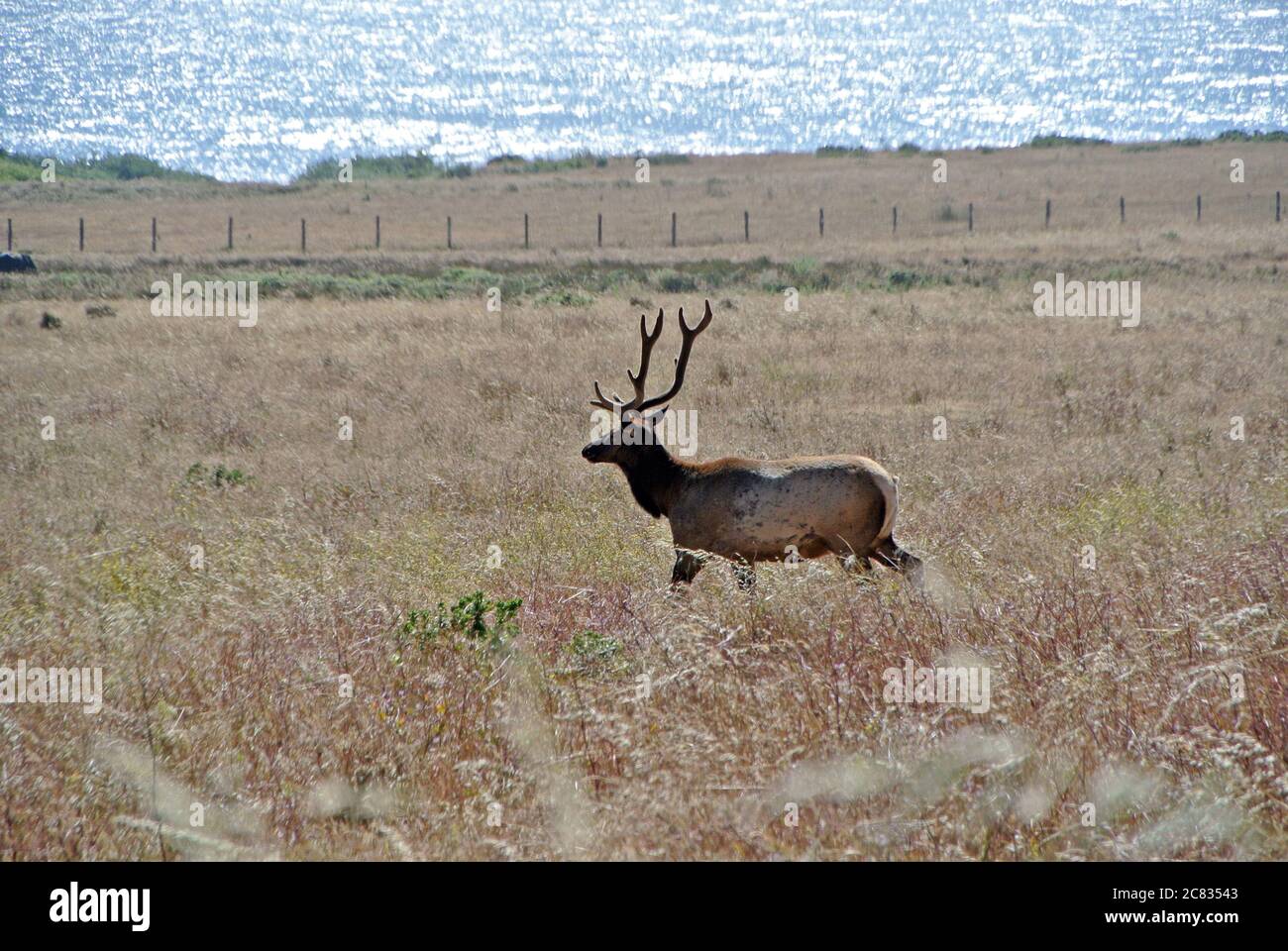 lone  tule elk grazes in farm along pacific ocean near mendocino california usa Stock Photo