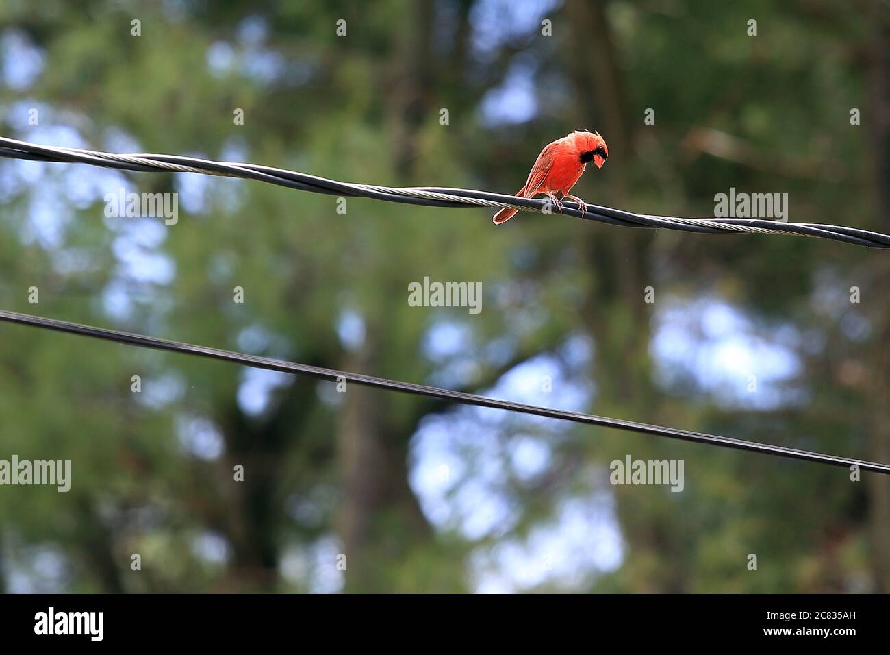 Male Cardinal on electric wire Stony Brook Long Island New York Stock Photo