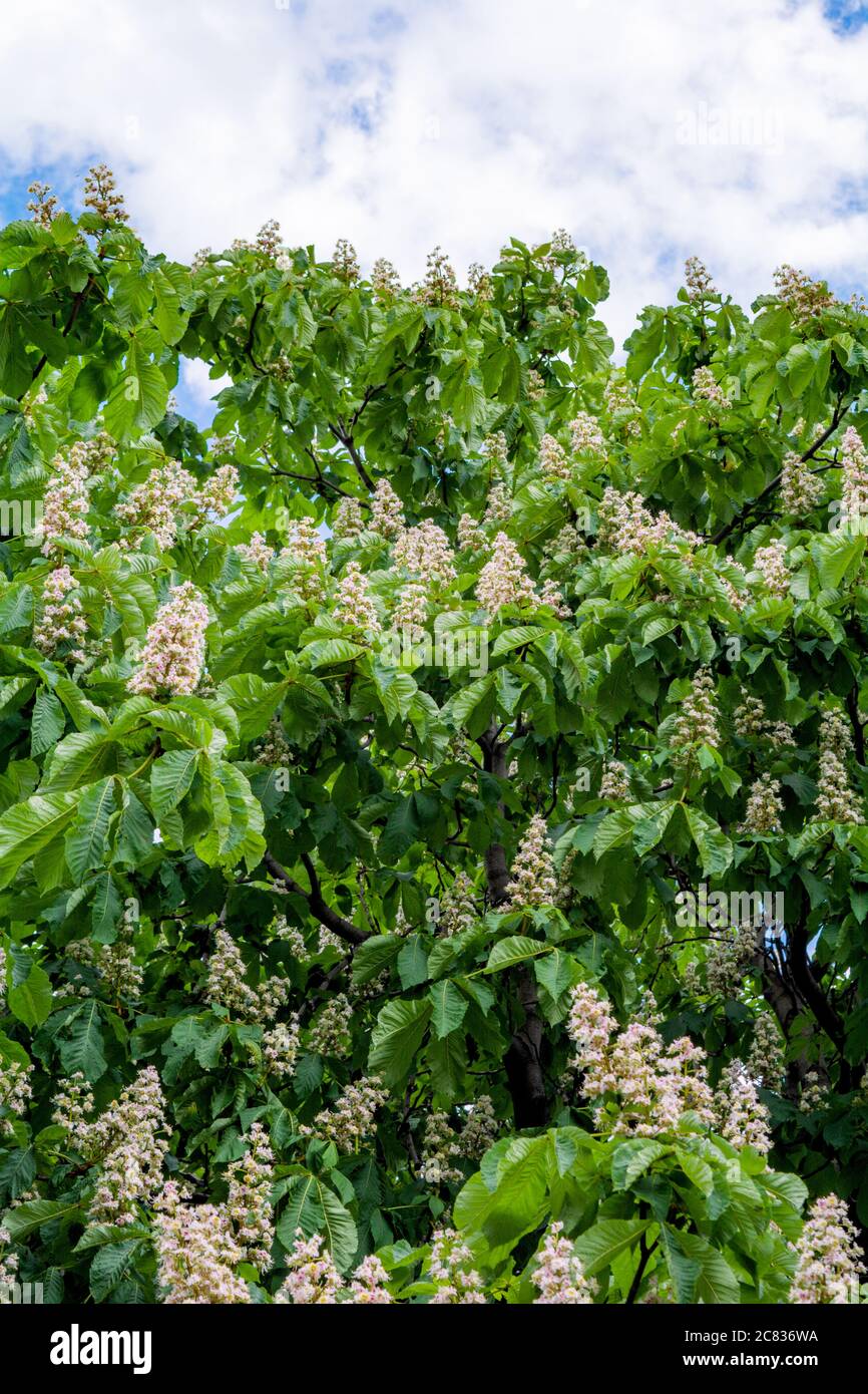 Chestnut tree bloom hi-res stock photography and images - Alamy