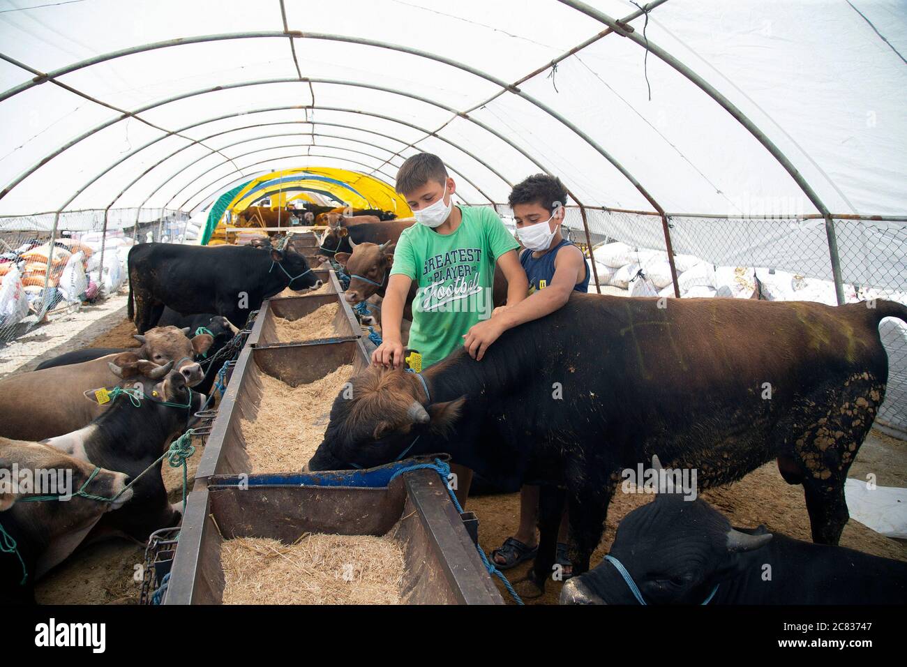 Wearing calf masks hi-res stock photography and images - Alamy